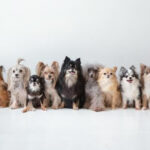 犬（メス）の避妊手術について